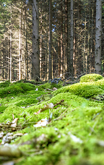 Image showing sunny forest scenery