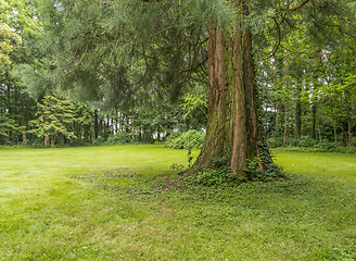 Image showing idyllic park scenery