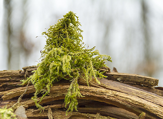 Image showing green moss detail