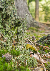 Image showing ground cover vegetation