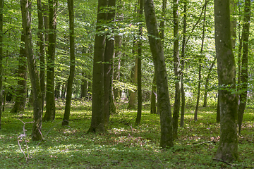 Image showing forest scenery at summer time