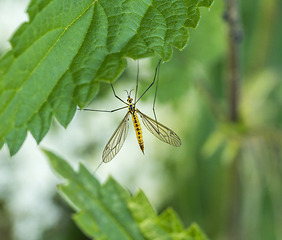 Image showing Crane fly between green leaves