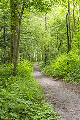 Image showing idyllic forest scenery