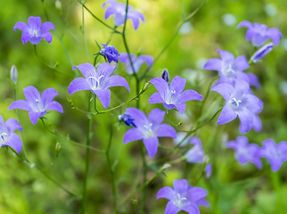 Image showing blue wild flowers closeup