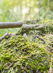 Image showing ground cover vegetation