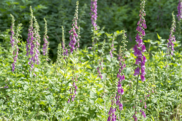 Image showing common foxglove flowers