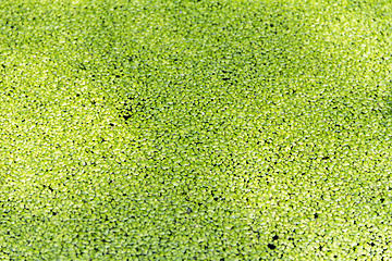 Image showing green duckweed background