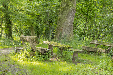 Image showing idyllic forest scenery