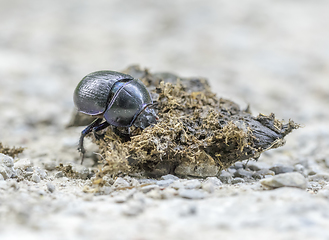 Image showing dung beetle closeup