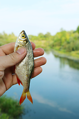 Image showing rudd caught in the fishing