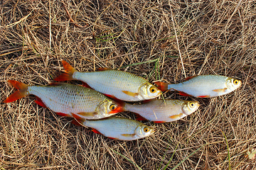 Image showing Lucky fishing with caught rudd laying on the grass