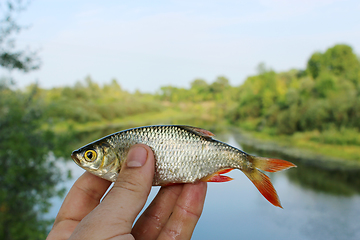 Image showing rudd caught in the fishing on the background of river