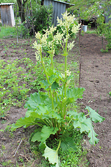 Image showing big bush of rhubarb with flowers 