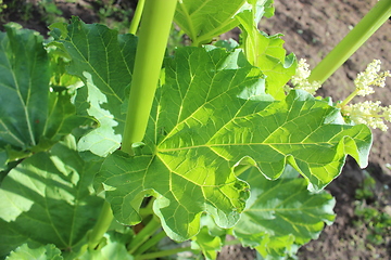 Image showing big leaf of rhubarb