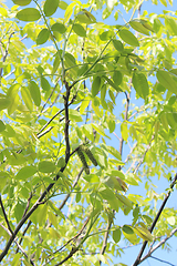 Image showing blossoming of walnut 