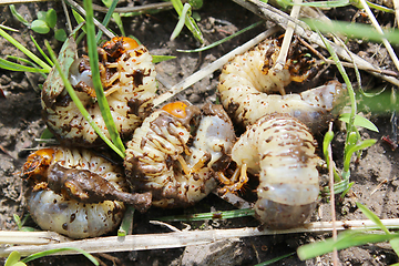 Image showing cockchafer larvae