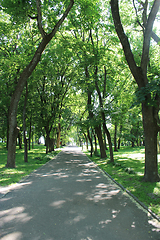 Image showing park with many green trees