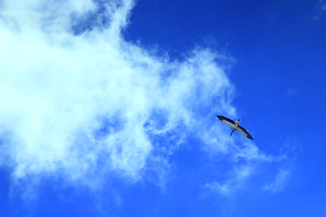 Image showing stork flying in the sky