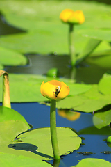 Image showing bumblebee on the flower of Nuphar lutea