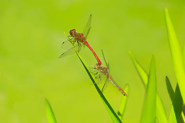 Image showing two dragonflies sit on the green leaves