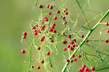 Image showing asparagus officinalis