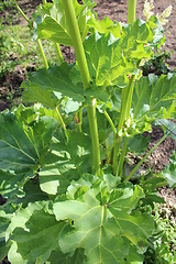 Image showing big leaves of rhubarb