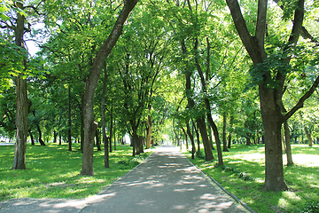 Image showing Beautiful park with many green trees