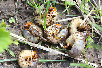 Image showing larva of may-bug