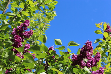 Image showing flowers of lilac on the big bush