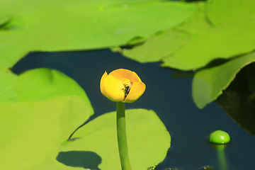 Image showing yellow flower of Nuphar lutea
