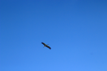 Image showing stork flying in the blue sky