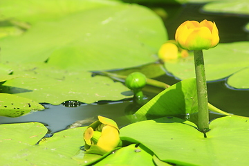 Image showing yellow flower of Nuphar lutea