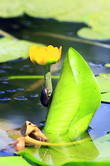 Image showing Dytiscidae on the flower of Nuphar lutea