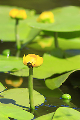 Image showing yellow flower of Nuphar lutea