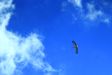 Image showing stork flying in the blue sky