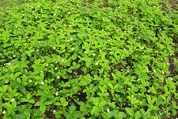 Image showing Flowering of a strawberry