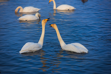 Image showing Beautiful white whooping swans