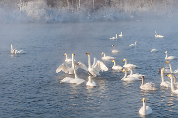 Image showing Beautiful white whooping swans