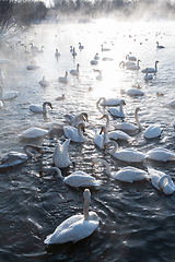 Image showing Beautiful white whooping swans