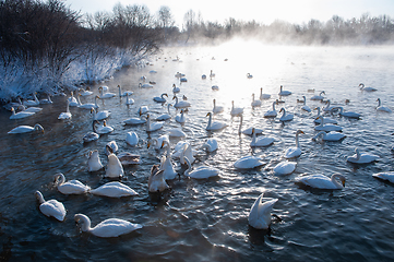 Image showing Beautiful white whooping swans