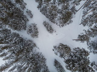 Image showing Aerial view of winter forest.