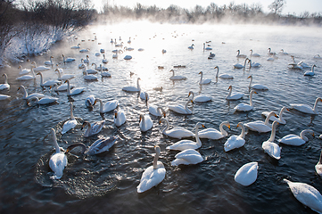 Image showing Beautiful white whooping swans