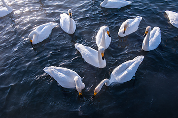 Image showing Beautiful white whooping swans