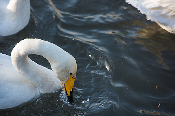 Image showing Beautiful white whooping swans