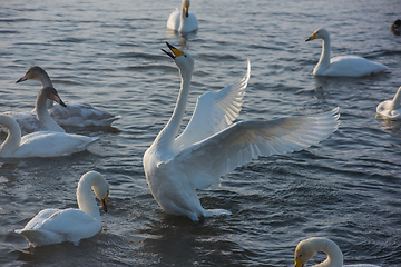 Image showing Beautiful white whooping swans