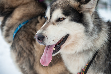 Image showing Alaskan Malamute closeup portrait