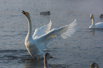 Image showing Beautiful white whooping swans