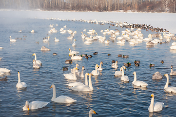 Image showing Beautiful white whooping swans