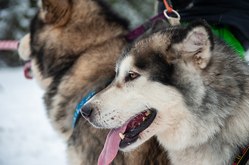 Image showing Alaskan Malamute dog