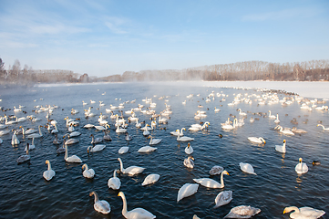 Image showing Beautiful white whooping swans